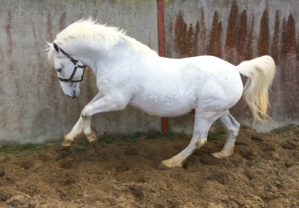 Irish Draught Horse For Sale